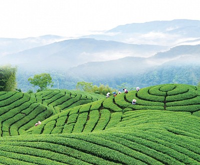 台茶保衛戰 │ 華夏茶文化根植台灣 台灣挑tea 1