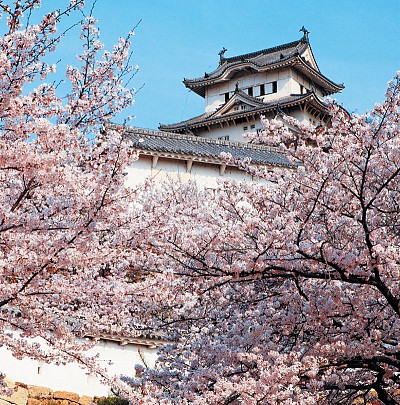 天涯遊蹤｜落英繽紛 「花見」在日本 