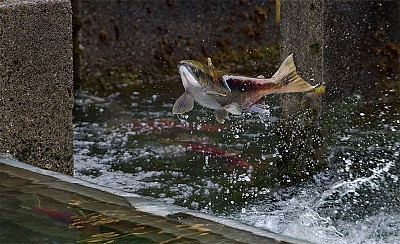 >生命禮讚 加西三文魚大洄游