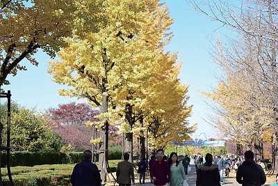 城市魅力 東京散步 光之丘銀杏即景