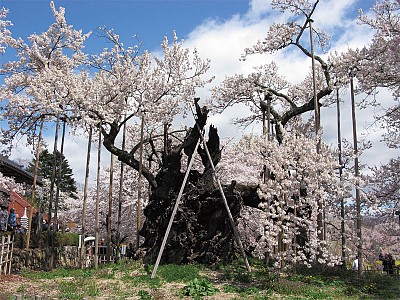 >二千年傳奇 日本巨櫻老木