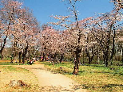 >空心櫻花樹 一樹如故花爛漫