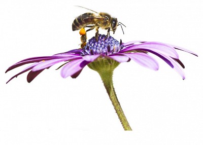 研究：蜜蜂也患癡呆 污染惹的禍