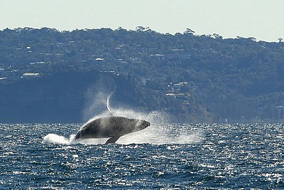 西澳觀鯨：守護落難船隻 海中巨人盡顯人性