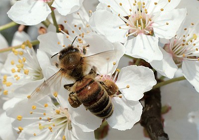 >研究：蜂蜜勝於抗生素 治療多重耐藥細菌