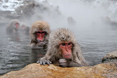 踏雪尋猴 走訪日本祕境地獄谷
