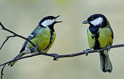 >「禽有禽言」研究發現鳥兒溝通講究語法