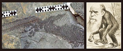 >最新化石研究 鬆動了進化論脆弱基石