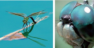複眼與變態 昆蟲奧祕令進化論失據