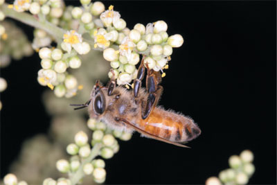 蜜蜂消失    全球關切