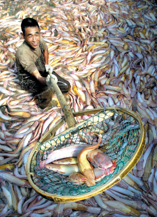 中國出口鯰魚食品安全問題現狀分析