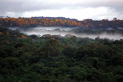 >【生態變化】人類活動影響原始森林