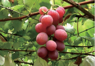 滿足栽培 葡萄天香 