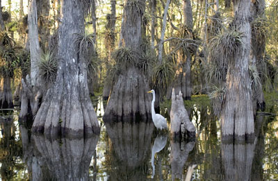 佛羅里達州 濕地國家公園